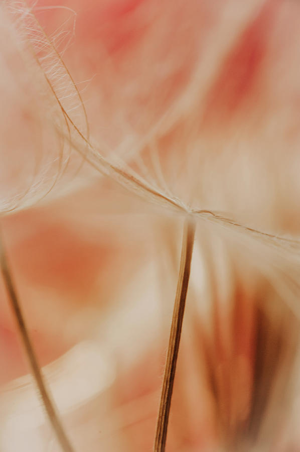 Peach Dandelions #2 Photograph by Iris Greenwell