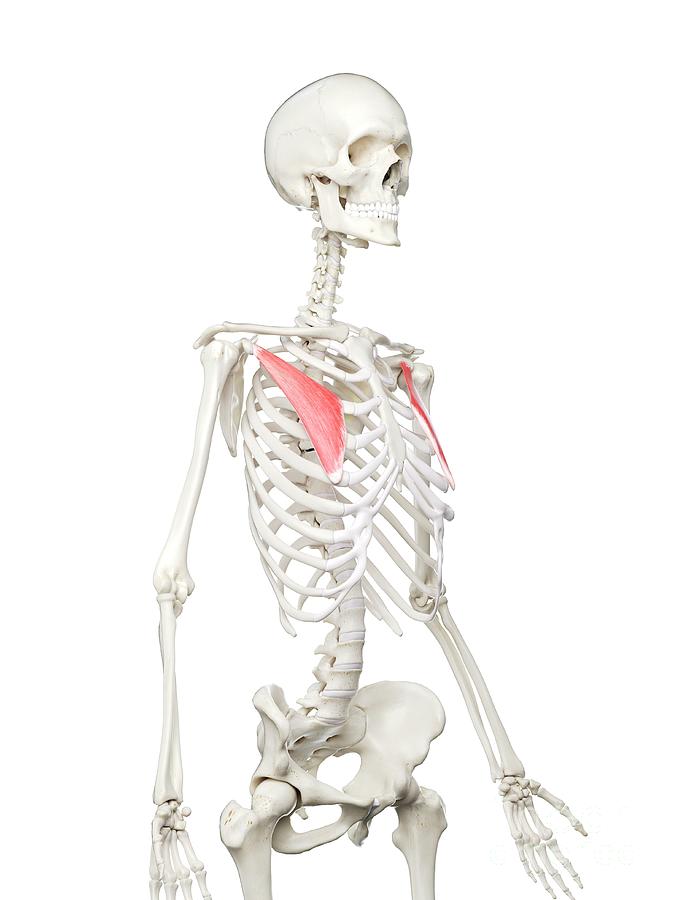 Skeleton Photograph - Pectoralis Minor Muscle #2 by Sebastian Kaulitzki/science Photo Library