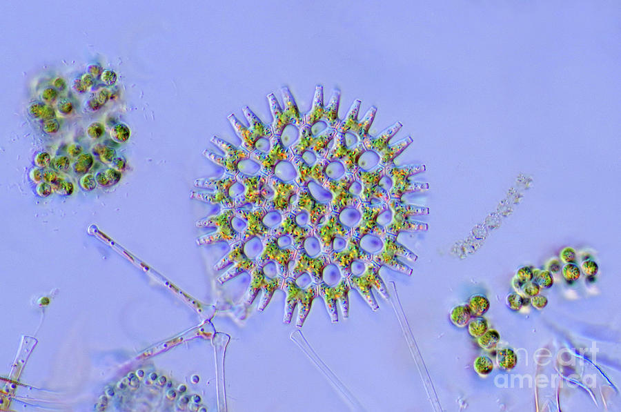 Pediastrum Green Algae #2 Photograph by Marek Mis/science Photo Library