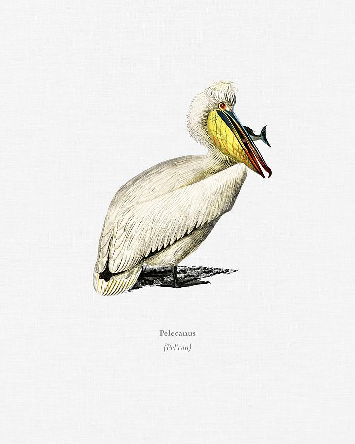 Pelican  Pelecanus  illustrated by Charles Dessalines D Orbigny  1806 1876  #2 Painting by Celestial Images