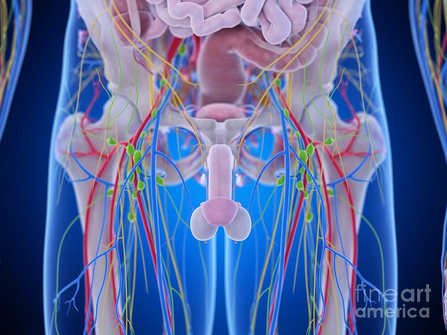 Pelvic Anatomy Photograph by Sebastian Kaulitzki/science Photo Library ... Biology Diagrams