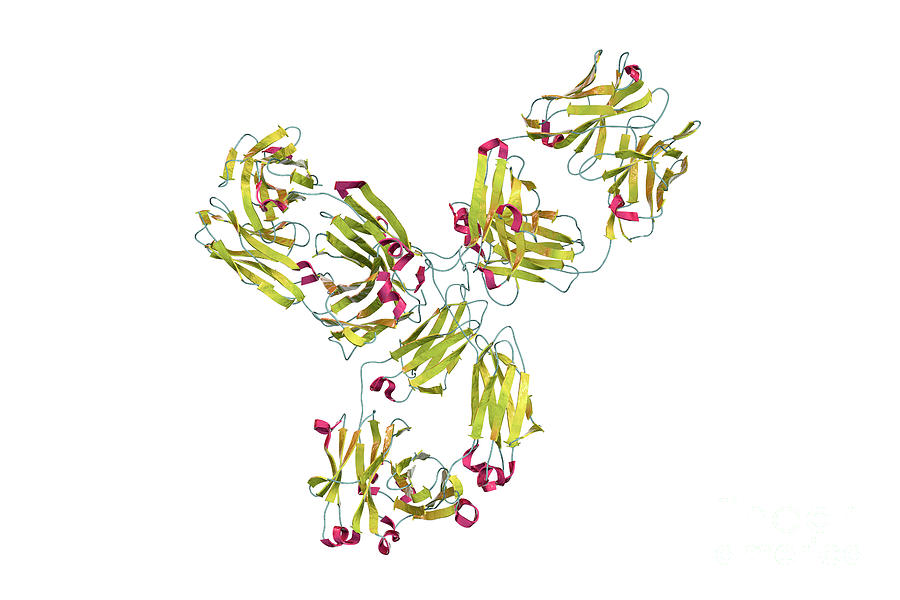 Pembrolizumab Antibody #2 Photograph by Kateryna Kon/science Photo Library