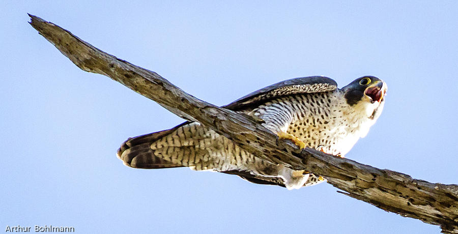 peregrin falcon king arthur