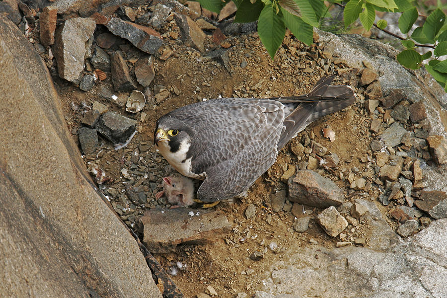 Peregrine Falcon #2 Photograph by James Zipp