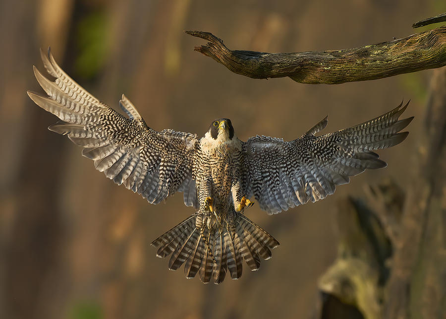 Eagle Photograph - Peregrine Falcon Landing #2 by Johnny Chen