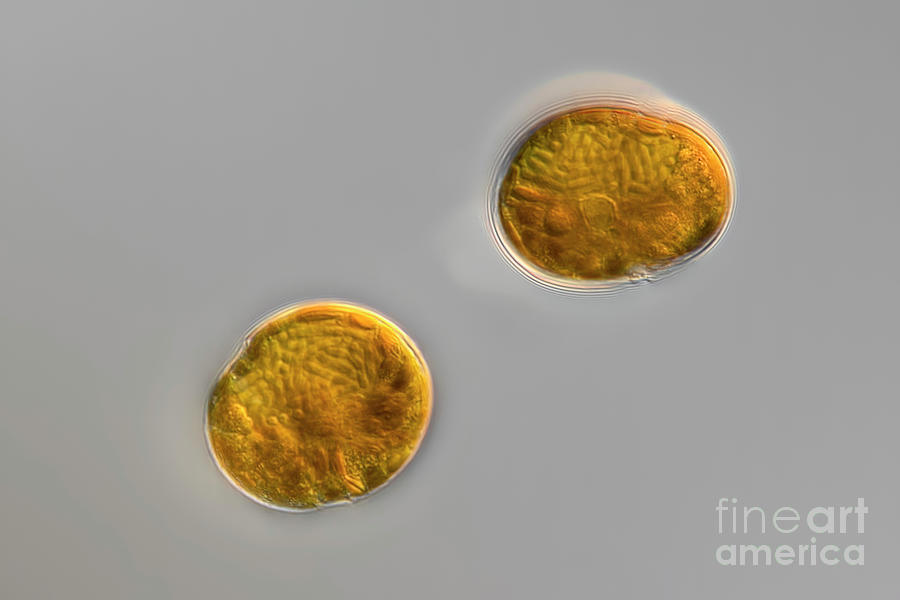 Peridinium Centenniale Algae #2 Photograph by Frank Fox/science Photo Library