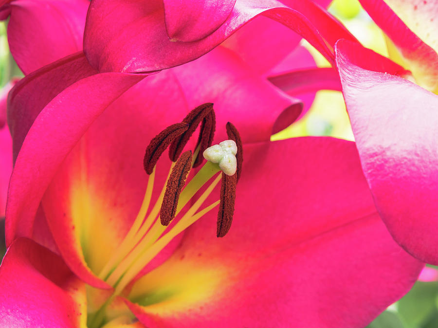 Petals, stigma and anthers of a pink lily #2 Photograph by Tosca Weijers