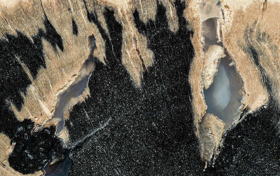Petrified Wood Fossil, Closeup #2 Photograph by Mark Windom