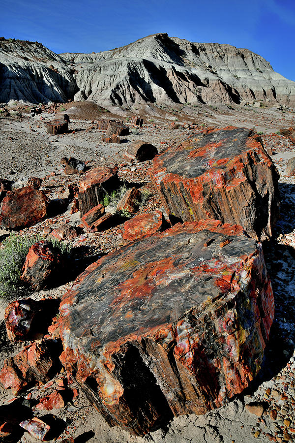 Petrified Wood in Jasper Forest #2 Photograph by Ray Mathis