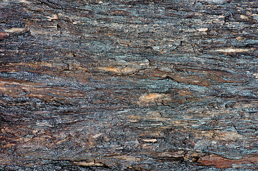 Petrified Wood, Utah #2 Photograph by William Mullins