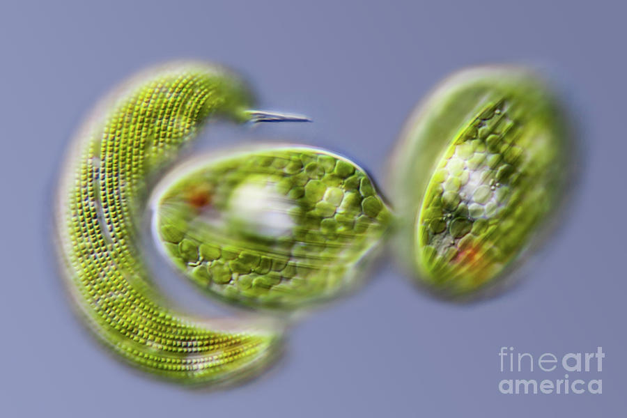 Phacus And Lepocinclis Freshwater Protists #2 Photograph by Gerd Guenther/science Photo Library