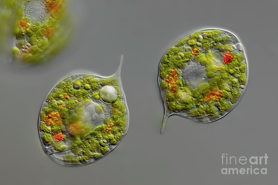 Phacus Orbicularis Algae #2 Photograph by Frank Fox/science Photo Library
