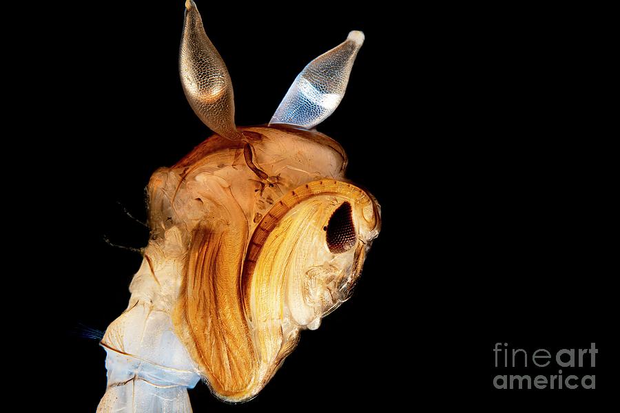 Phantom Midge Larva #2 Photograph by Frank Fox/science Photo Library