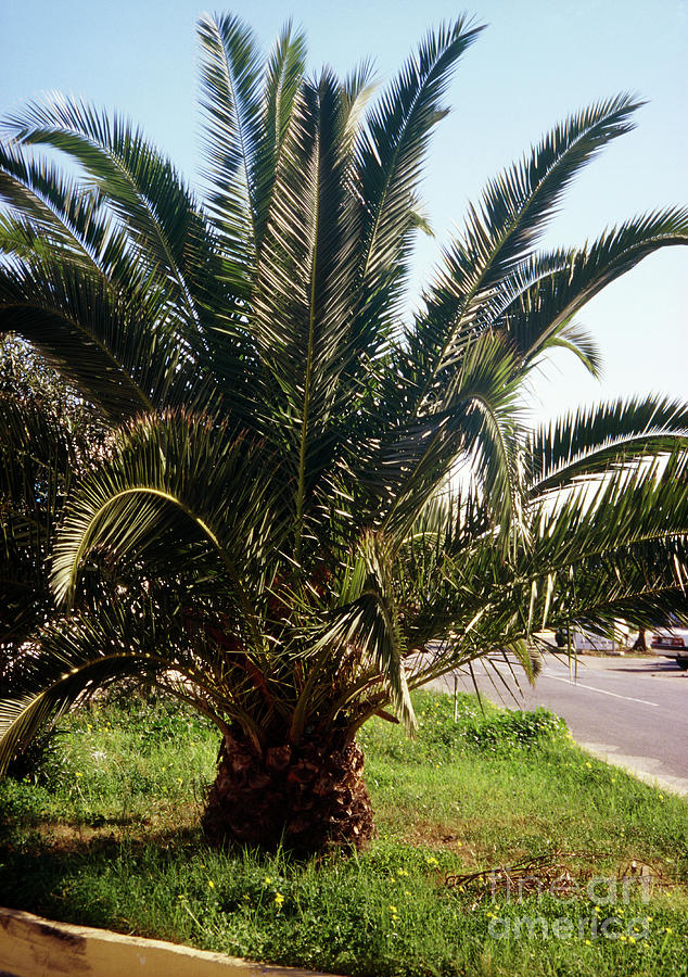 Nature Photograph - Phoenix Canariensis #2 by Pam Collins/science Photo Library