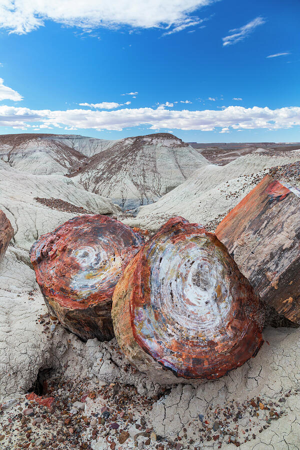 Pieces Of Petrified Trees / Wood, Petrified Forest National #2 Photograph by Juan Carlos Munoz / Naturepl.com Pieces Of Petrified Trees / Wood, Petrified Forest National #2 Photograph by Juan Carlos Munoz / Naturepl.com