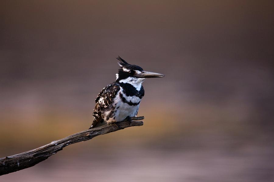 Pied Kingfisher (ceryle Rudis) #2 Photograph by Roger De La Harpe