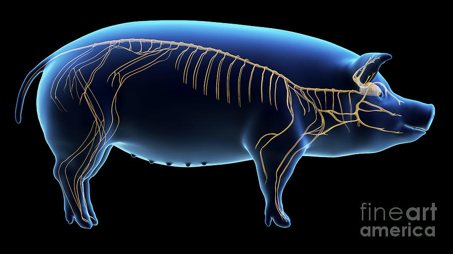 Pig Nervous System Vs Human