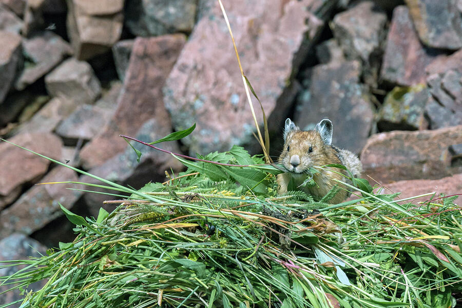 Pika On Hay Pile, In Bridger National Forest, Wyoming, Usa. #2 ...