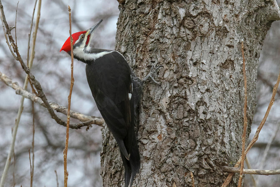 Pileated Woodpecker #2 Photograph by Brook Burling