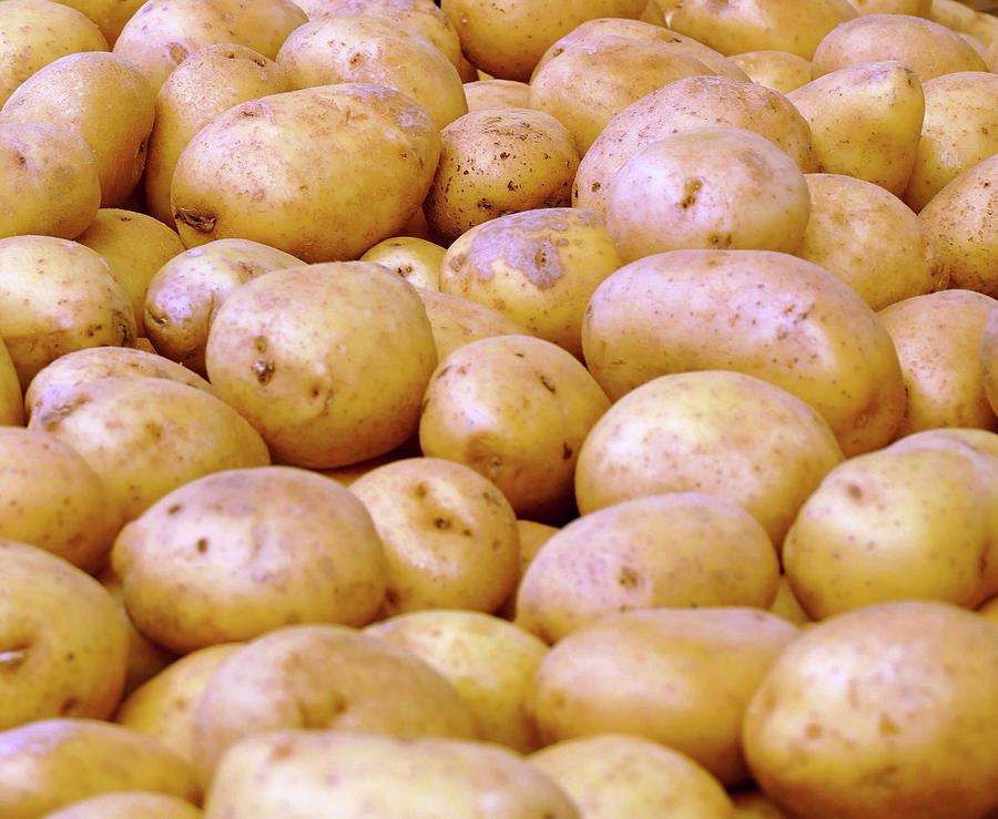 Pile of potatoes   Photograph by Steve Estvanik