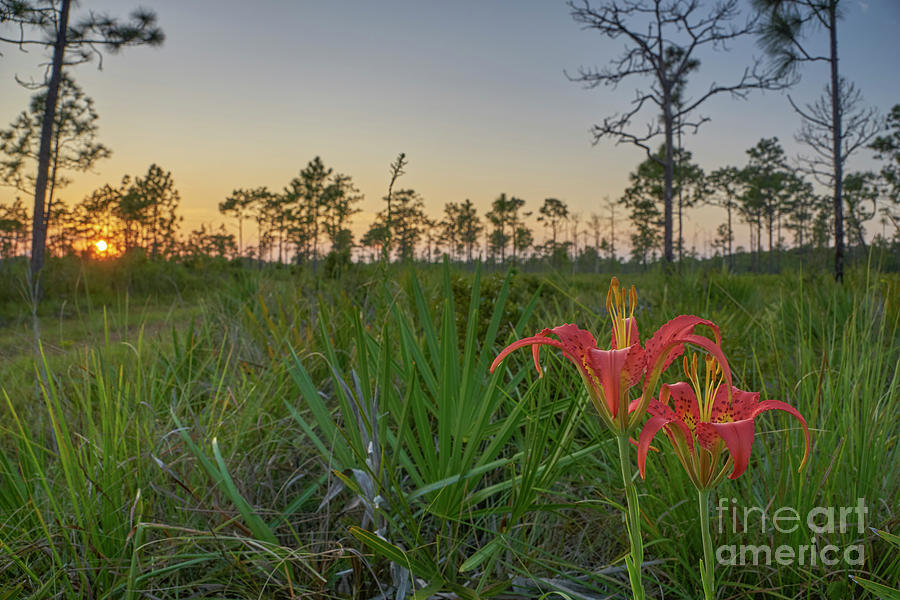 Pine Lily Sunset #2 Photograph by Brian Kamprath
