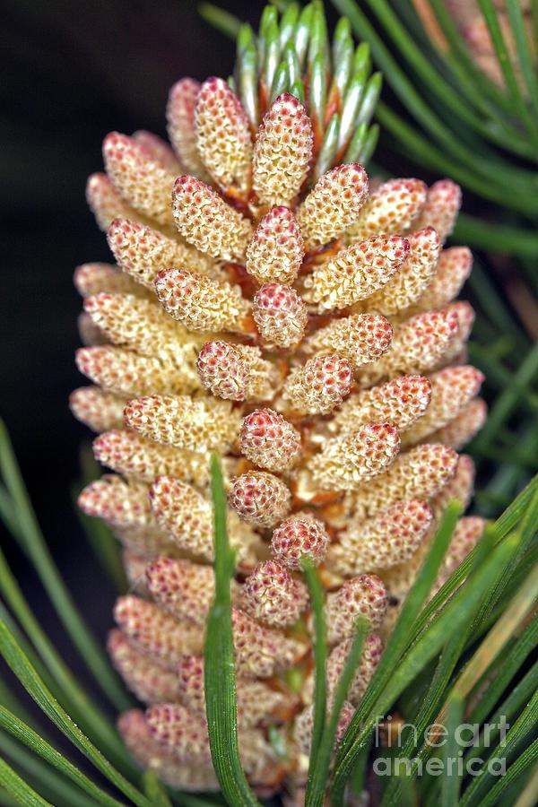Pine (pinus Sp.) #2 Photograph by Dr Keith Wheeler/science Photo Library