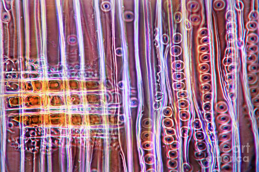 Pine Stem #2 Photograph by Dr Keith Wheeler/science Photo Library