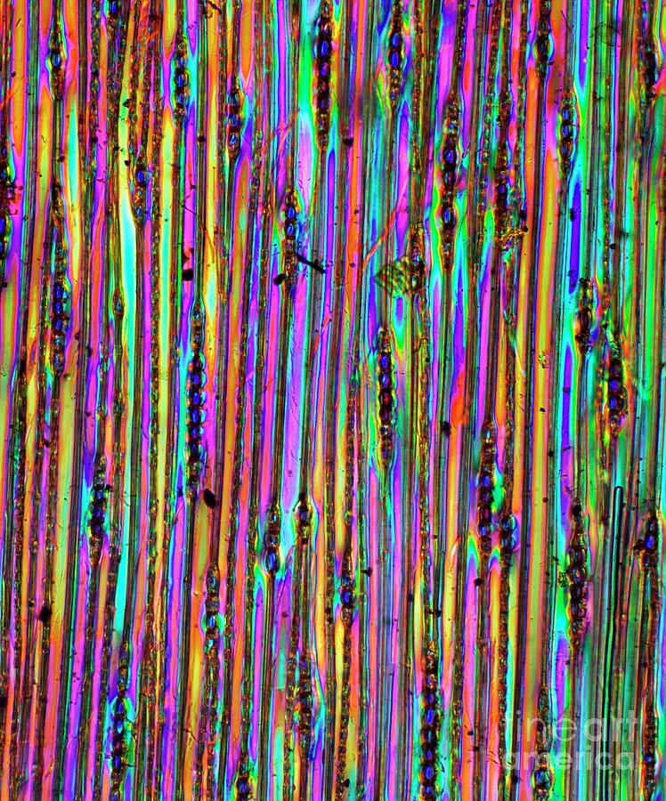 Pine Wood Structure #2 Photograph by Dr Keith Wheeler/science Photo Library