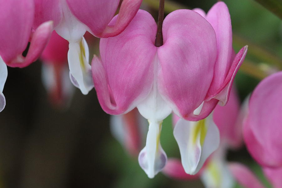 Pink Bleeding Hearts by TJ Fox Pink Bleeding Hearts by TJ Fox