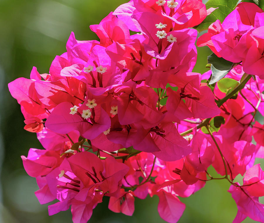 Pink Bougainvillea Flowers Photograph by Merrillie Redden