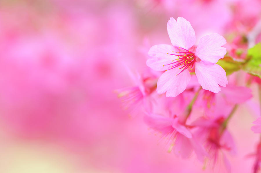 Pink Cherry Blossom #2 Photograph by Ogphoto