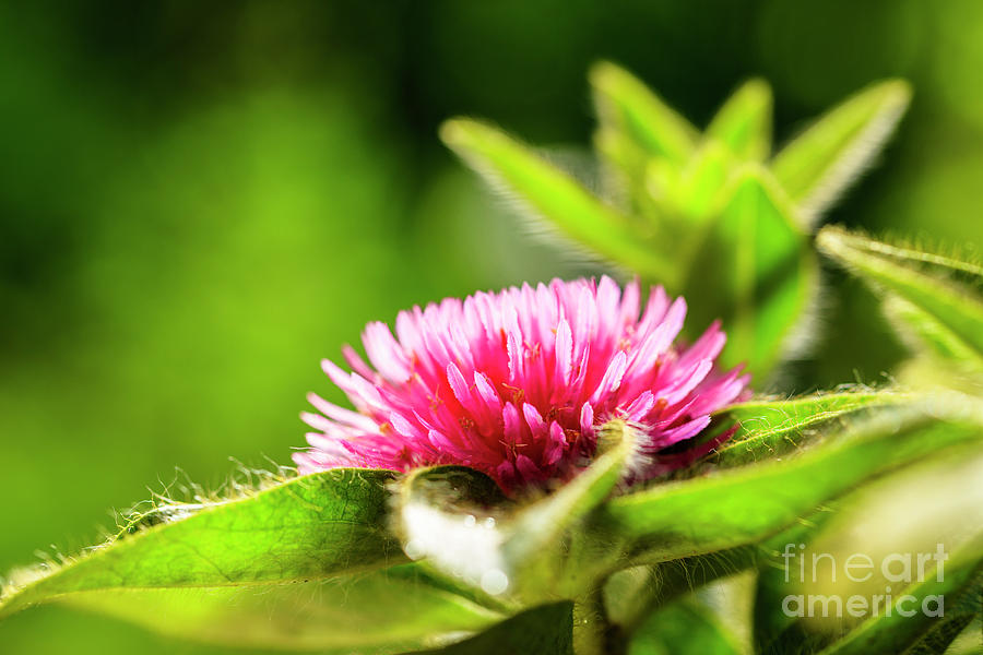 Pink Gomphrena Flower #2 Photograph by Raul Rodriguez