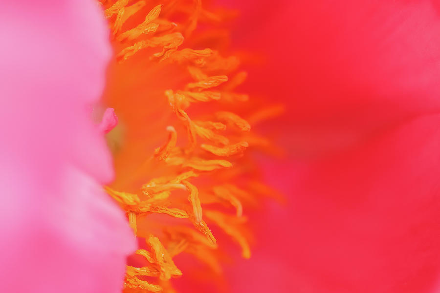 Abstract Photograph - Pink Peony Bloom #2 by Anna Miller