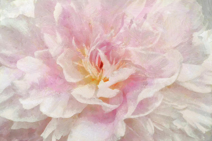 Flower Photograph - Pink Peony #2 by Cora Niele