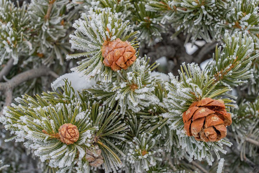 Pinon Pine Cones And Frost #2 Photograph by Jeff Foott