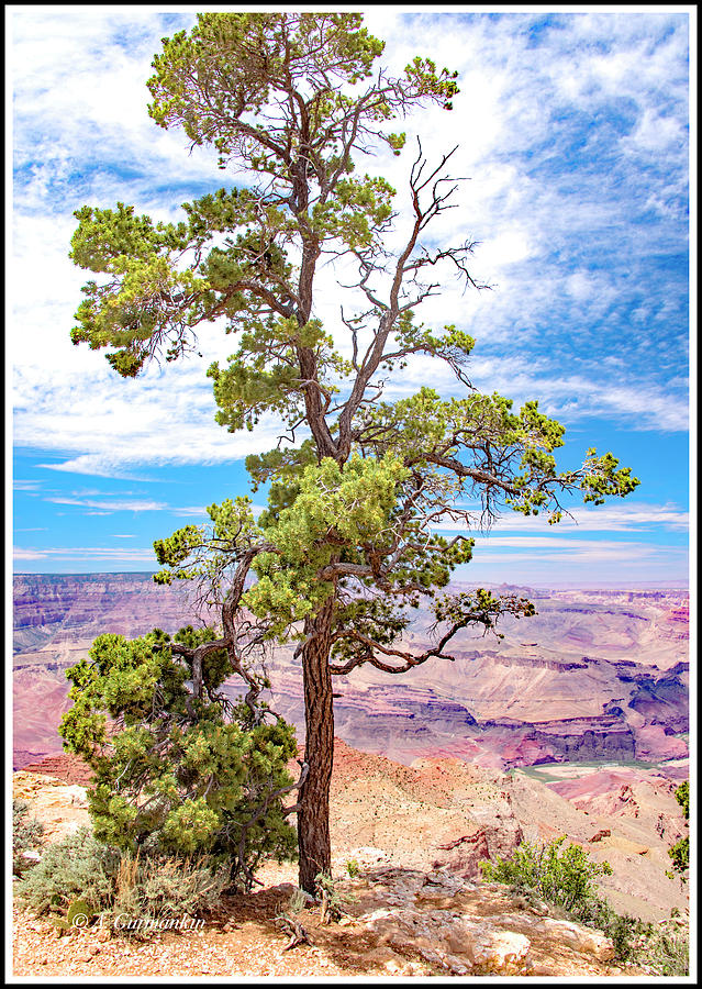 Pinon Pine Tree, South Rim, Grand Canyon, Arizona #2 Photograph by A Macarthur Gurmankin