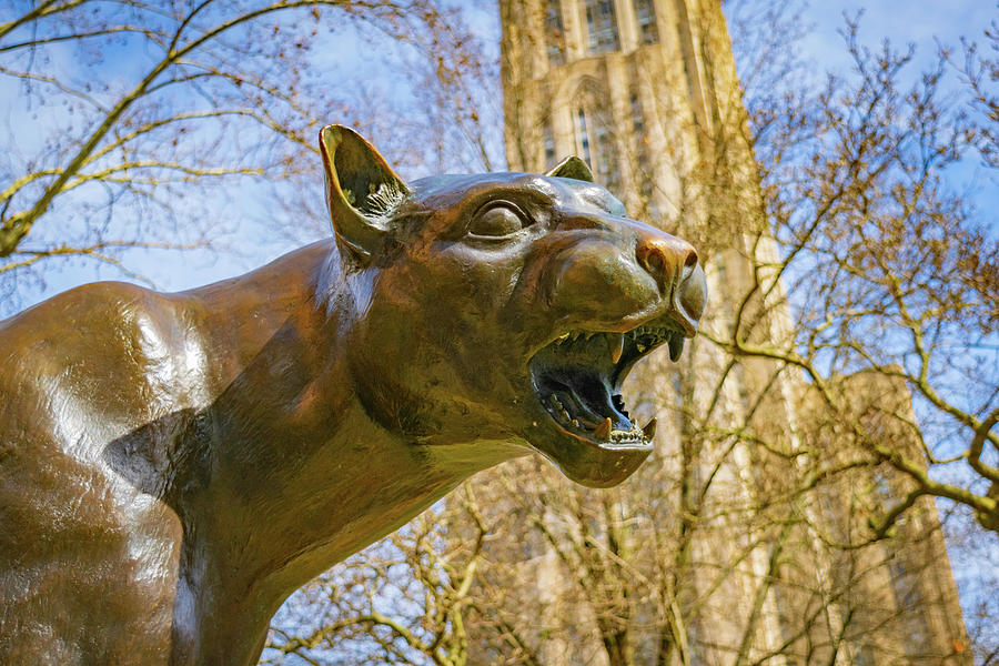 Pitt Panther Photograph By Aaron Geraud Fine Art America 