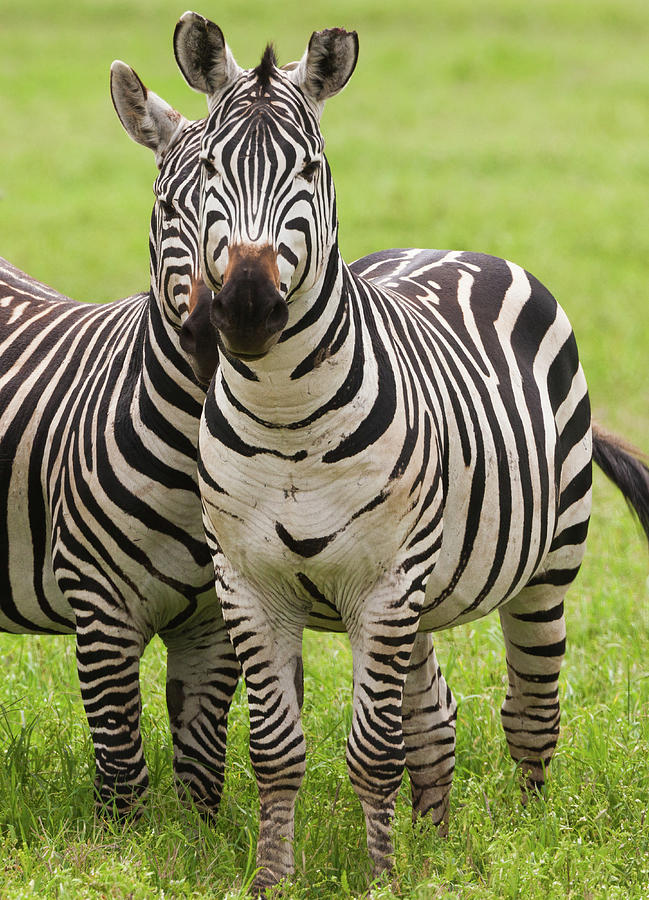 Plains Zebras, Ngorongoro Conservation #2 Photograph by Mint Images - Art Wolfe