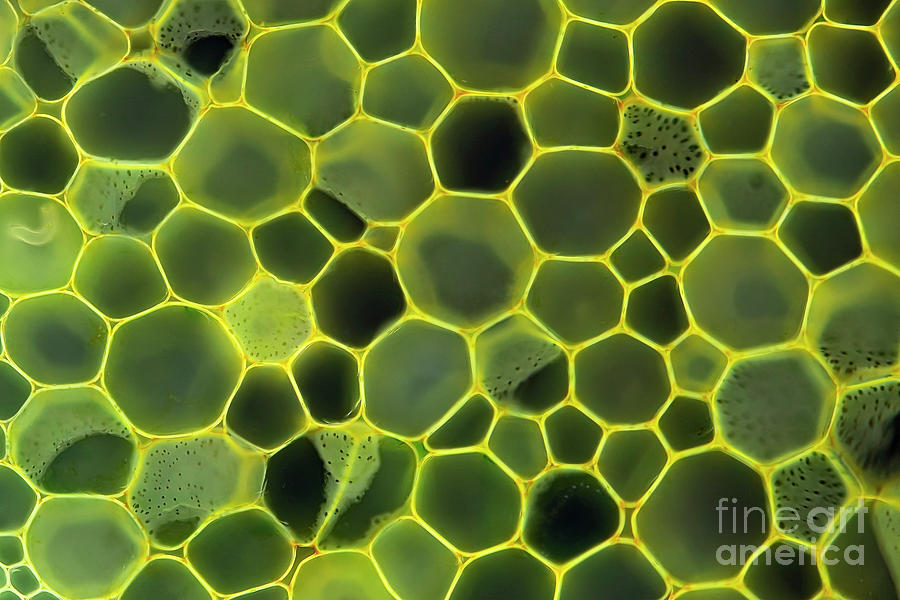 Plant Cells #2 Photograph by Frank Fox/science Photo Library