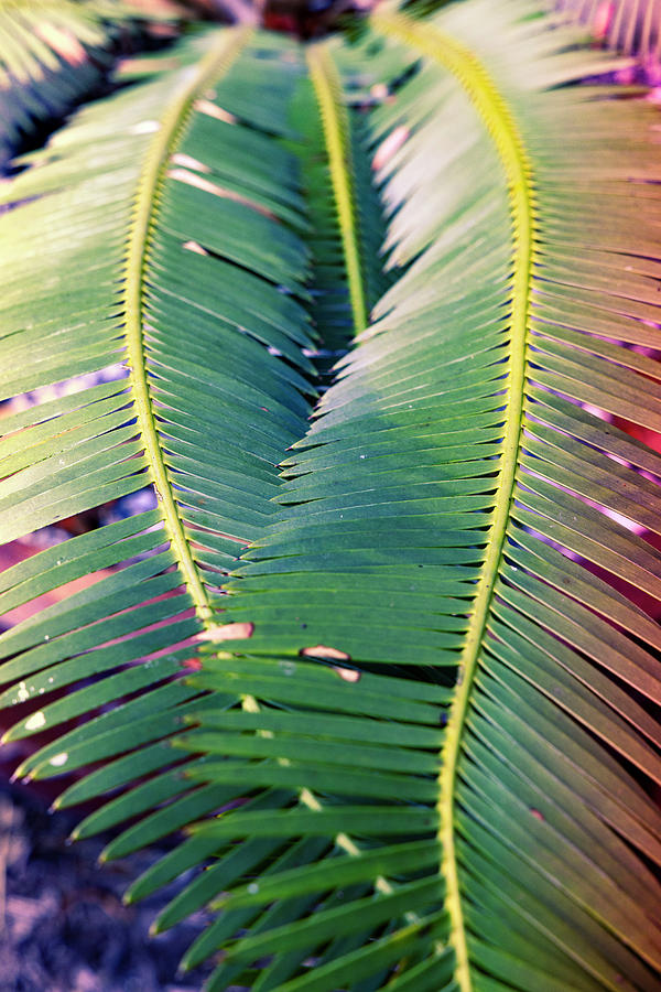2 Plant Fronds Forming A Heart Digital Art by Laura Diez