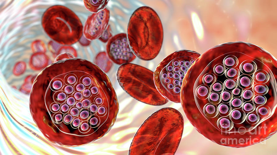 Plasmodium Falciparum Inside Red Blood Cell #2 Photograph by Kateryna Kon/science Photo Library