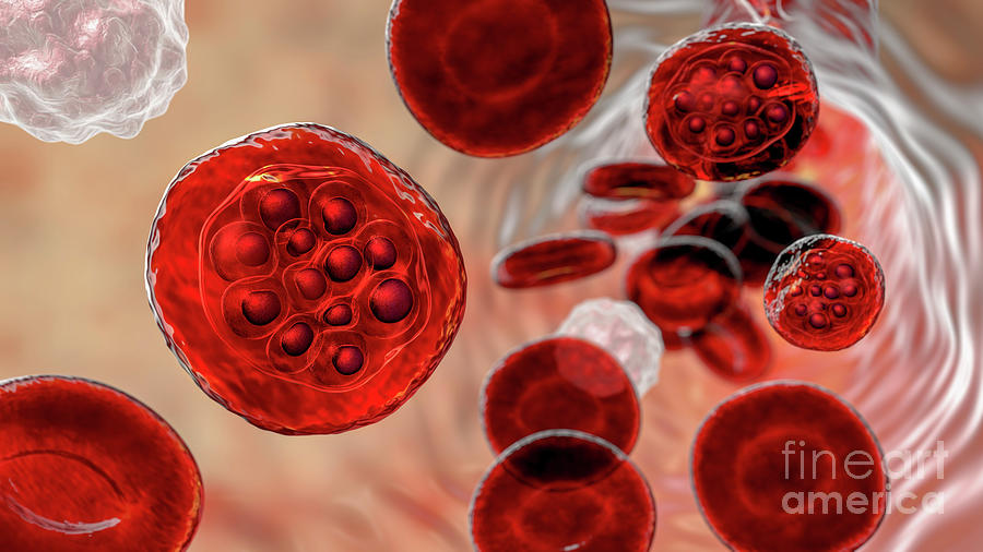 Plasmodium Vivax Inside Red Blood Cells #2 Photograph by Kateryna Kon/science Photo Library