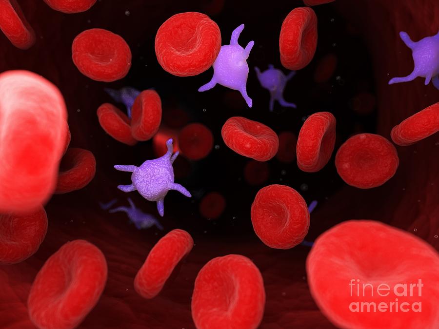 Platelets Photograph By Sebastian Kaulitzki Science Photo Library - Pixels