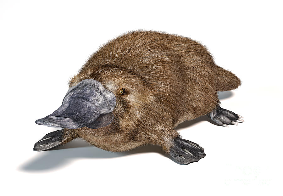 duck billed platypus scientific name