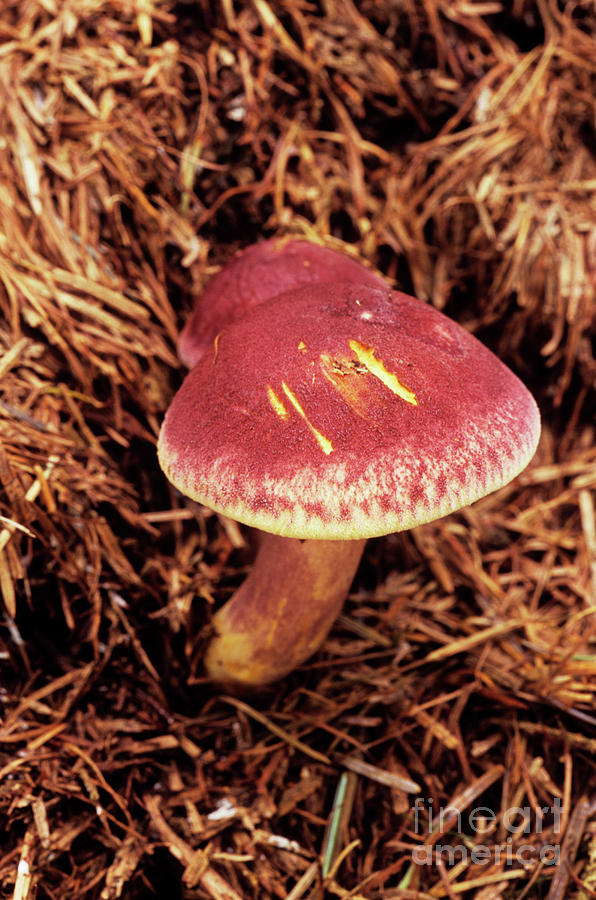 Plum And Custard Mushrooms #2 Photograph by John Wright/science Photo Library