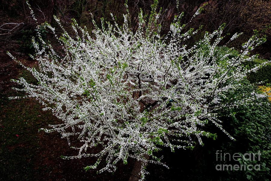 Plum (prunus Sp.) Blossom #2 Photograph by Mauro Fermariello/science Photo Library