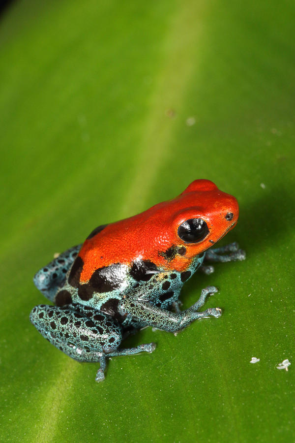 Poison Dart Frog Ranitomeya Amazonica #2 Photograph by David Kenny - Pixels