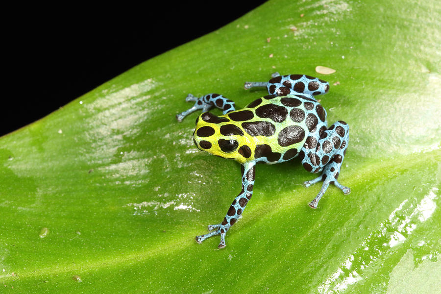 Poison Dart Frog Ranitomeya Variabilis #2 Photograph by David Kenny