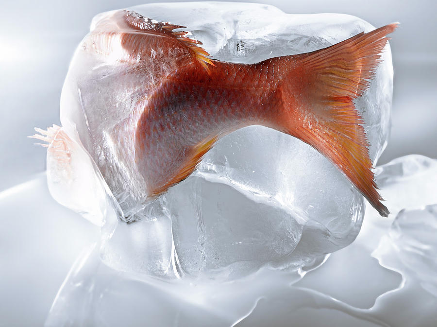 Ice Cream Photograph - Poisson Dans La Glace Fish In Ice #2 by Studio - Photocuisine