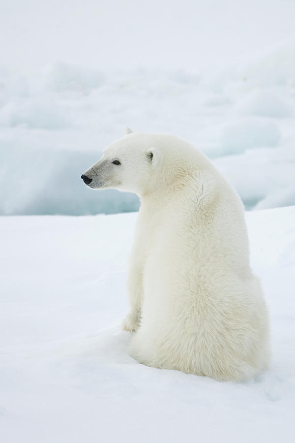 Polar Bear #2 Photograph by Dagsjo